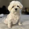 Dee
