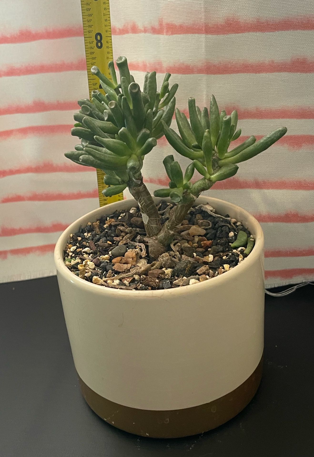 Succulent Gollum Jade Crassula Ovata planta Natural viva