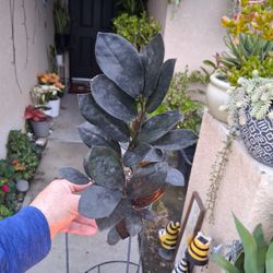 Raven "Black " Z Z Plant $23