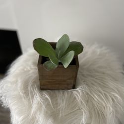 Houseplant