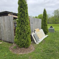 2 9-10ft evergreen trees/bushes for sale . 100$ each or 175 for both. Buyer is responsible for pickup 