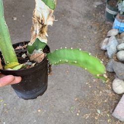 Dragón Fruit!!! Plant