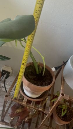 Monstera On A Terra Cora Por $15.00