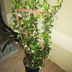 SAVE NOW Real Flower Jasmine Estephanotis Aroma Outdoor Garden Landscaping Home Decor Planter Pot