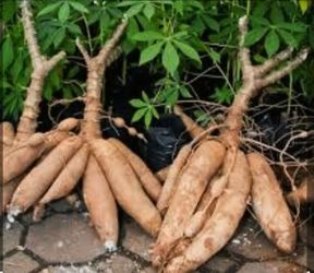 Yuca/ cassava shrub