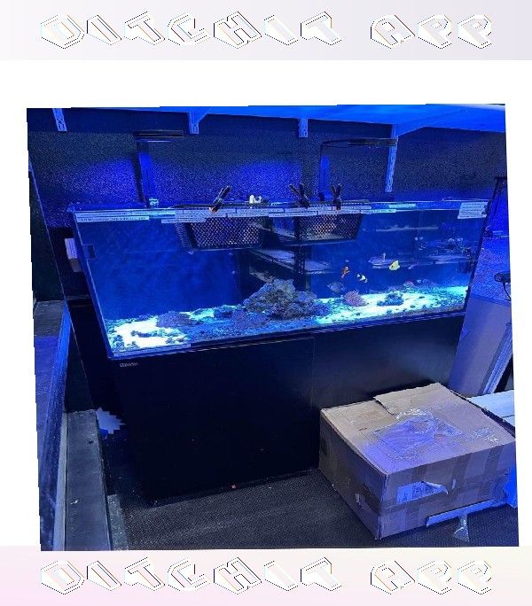 High-End Aquarium Setup - Superior Quality Choice social really