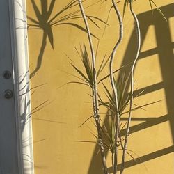 Dracaena marginata plant