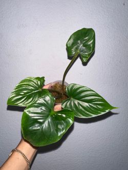 Philodendron Mamei Green
