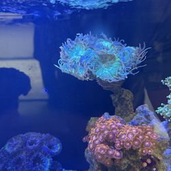 Decorative/Fake Duncan Coral