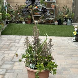 Assorted Succulent Plants 