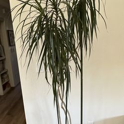 Palm  Plant - Indoor