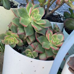 Succulent variety