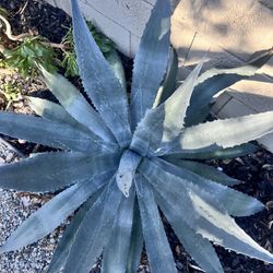 Beautiful Full Grown Healthy Succulents  