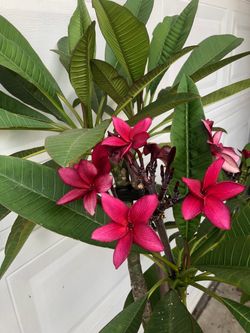 PLUMERIA  TREE  IN 15 GALLONS  FULLY  ROOTED  & BLOOMING