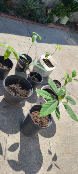 Avocado Trees 🥑