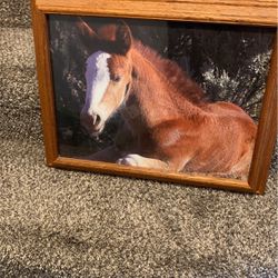Horse Photo, And Frame