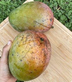 Extra Large Mangoes