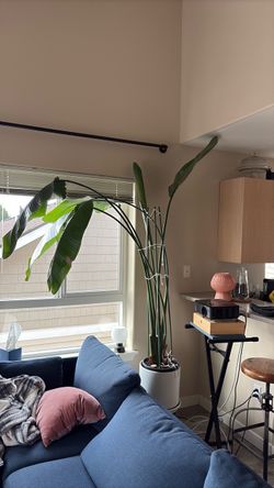 Large Bird of Paradise Plant
