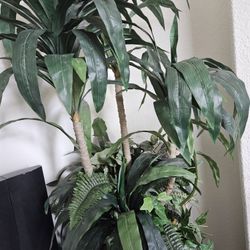 Tall Decorative Plant With Stand. Pick Up 