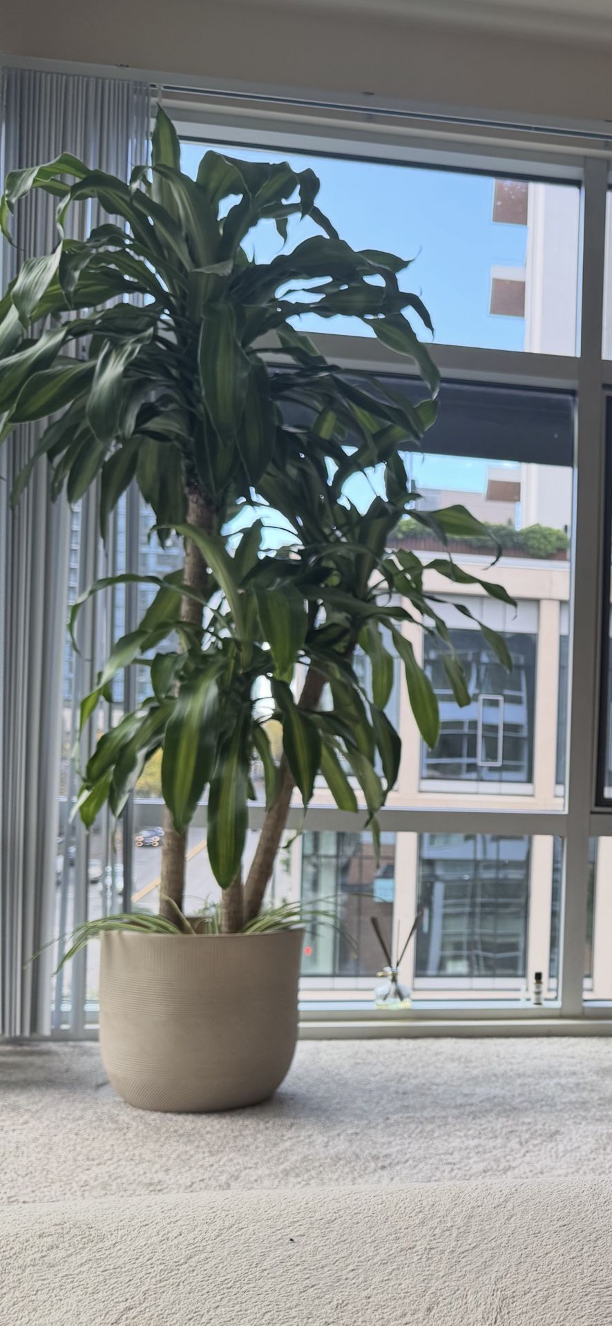 Plant