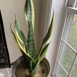 Snake Plant (Sansevieria Laurentii) — 20” Tall, Healthy