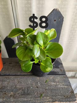 Peperomia