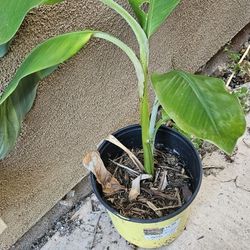 Banana Tree