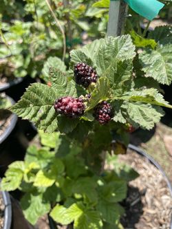 Blueberry Plants- Blackberry Plants - Strawberry Plants - Grape Vines - Gooseberry Plants - Currant Berry Plants - Olallieberry Plants