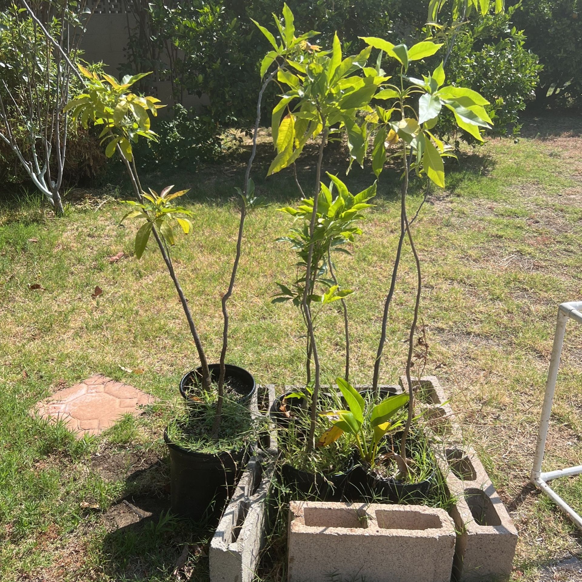White Sapote Seedling Trees