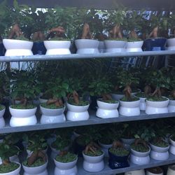 Bonsái In 6” Ceramic Pot. SPECIAL PRICE !🤩