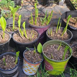 Nice Hosta Plants 