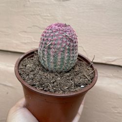 4” rainbow cactus