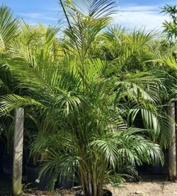 ARECA PALMS