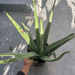 Sabila / Aloe Vera plant