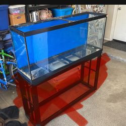 55 Gallon Aquarium/terrarium