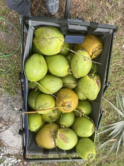 Coconuts