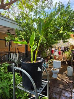 Yellow canna lily plant