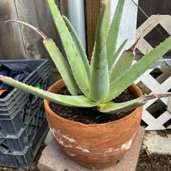 Aloe With pot 
