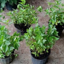 Peppermint Plant