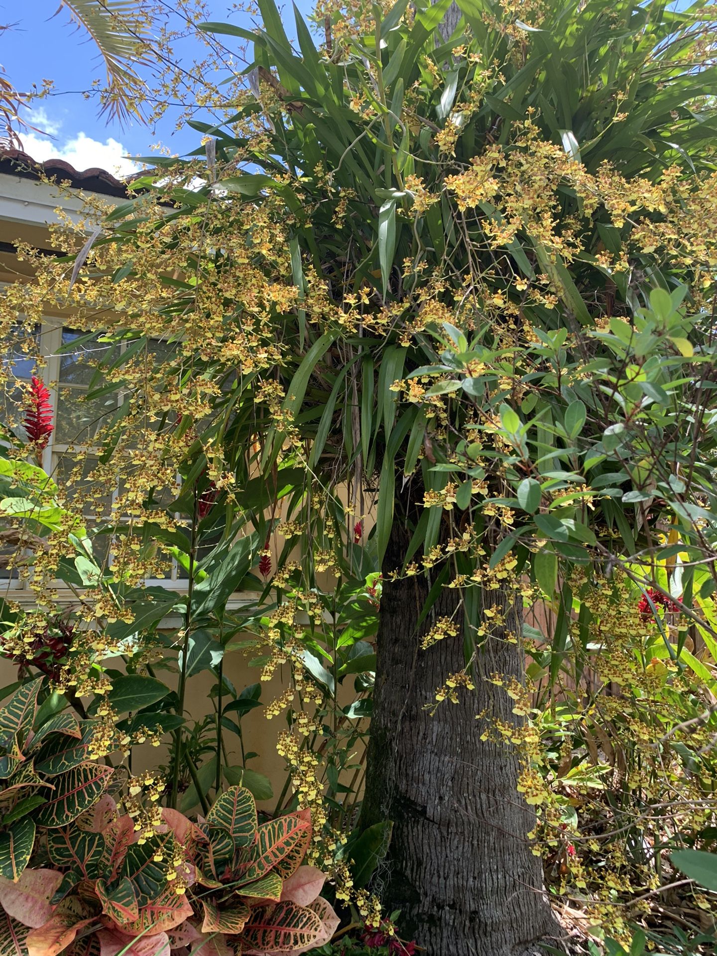 Dancing Lady, Golden Shower, Oncidium Altissimum