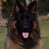 Zahid