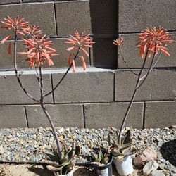 Agave In Two Pots - $8