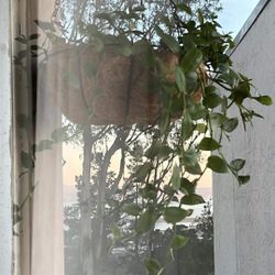 Transcendia Plant In Hanging Planter