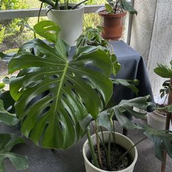 Large Monstera Plants 🪴 