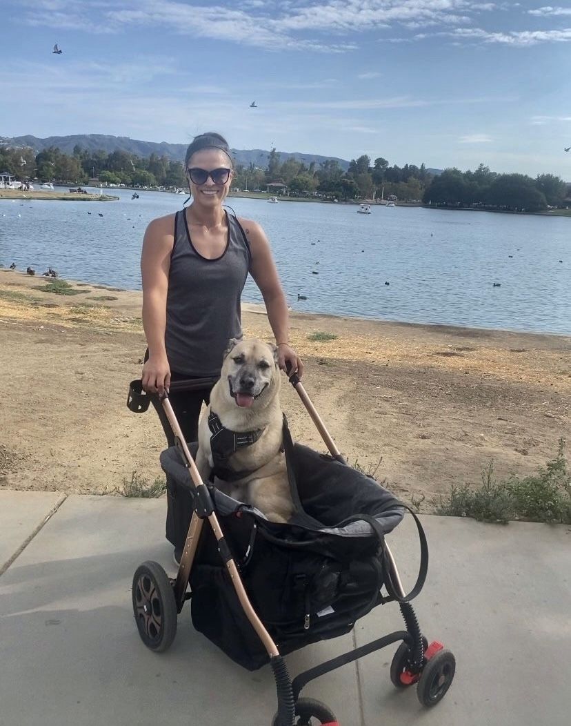 Dog Rover Titan-HD Premium Pet Stroller Carriage/w Access Ramp/Rubber Wheels/Aluminum Frame