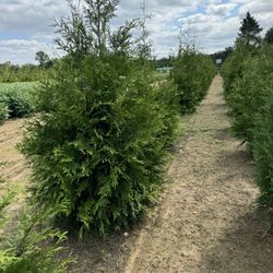 Privacy Tree Sale FREE DELIVERY! Emerald Green & Green Giants 