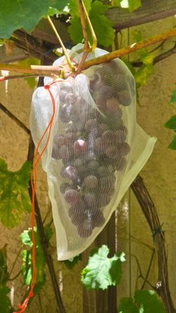 Seedless Red Grapes Plants