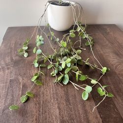 Hoya In 1 Gal Plastic Pot