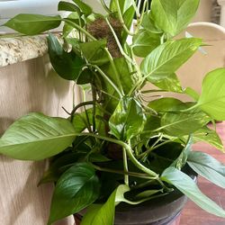 Indoor Plants 