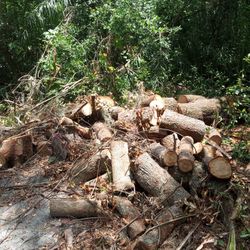 Assorted Firewood 